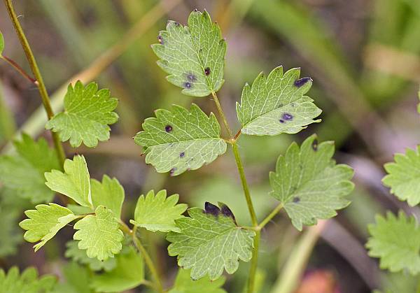 Pimpinella Saxifraga Kleine Bibernelle